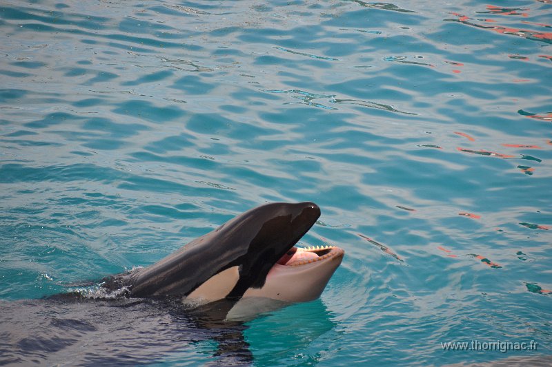Marineland aout 2014 87.JPG - Marineland - Parc d'attractions aquatiques - Antibes - Août 2014